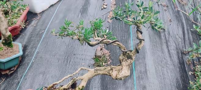 黄杨配土方法是什么?种植土壤应该如何选择?