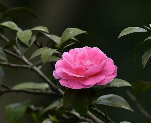 汉中的市花是什么花？汉中市花的含义和特点是什么？