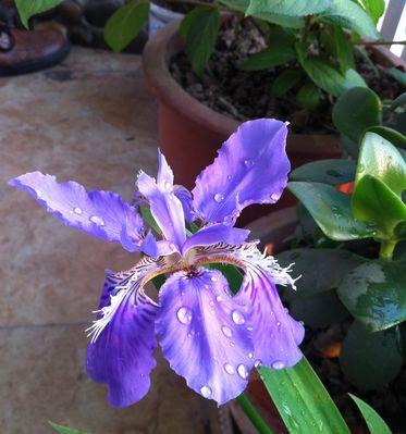 鸟尾花有毒吗？室内养护需要注意什么？