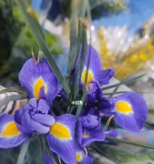 鸟尾花有毒吗？室内养护需要注意什么？