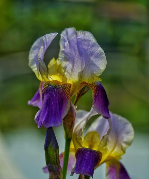 鸟尾花有毒吗？室内养护需要注意什么？