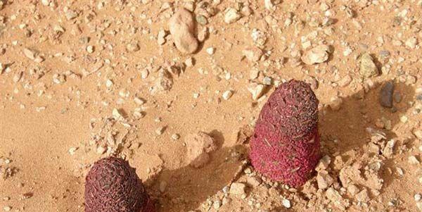 锁阳生长在哪些环境？如何识别和采集锁阳？