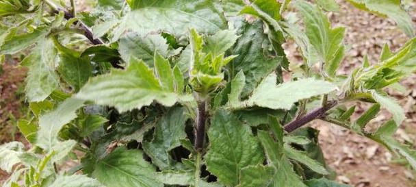 锁阳生长在哪些环境？如何识别和采集锁阳？