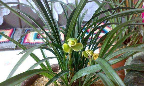 复合肥可以浇兰花吗?正确施肥方法是什么?