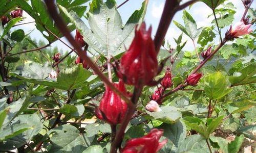 红桃k属于什么植物类别？它的特点和用途是什么？