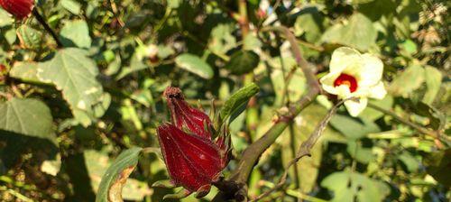 红桃k属于什么植物类别？它的特点和用途是什么？