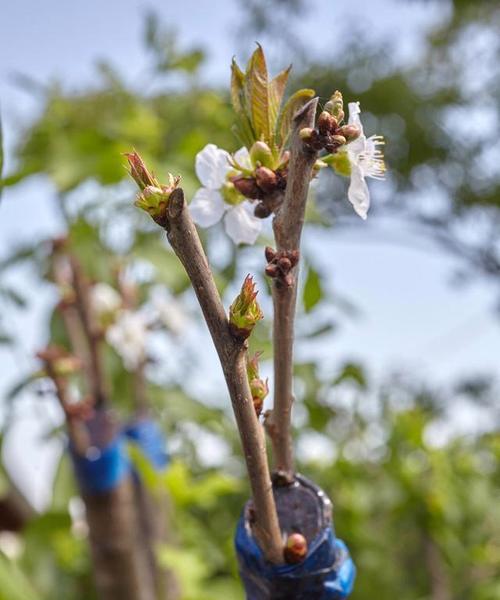 石榴嫁接的最佳时间是什么时候?有哪些有效方法?
