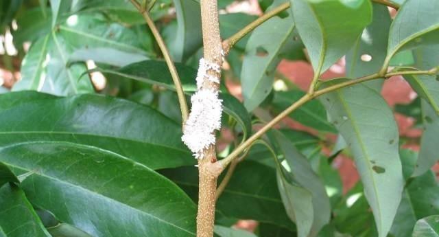 柿子树介壳虫如何防治？哪种农药效果最佳？