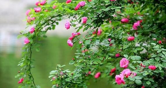 蔷薇花语是什么意思？蔷薇代表意义有哪些常见问题？