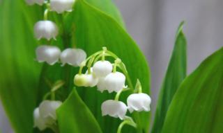 铃兰花期持续多久？如何延长铃兰花期？