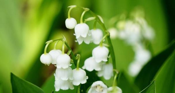 铃兰花期持续多久？如何延长铃兰花期？