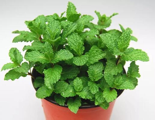 庭院种薄荷好吗？适合栽在庭院的什么位置？