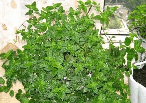 庭院种薄荷好吗？适合栽在庭院的什么位置？