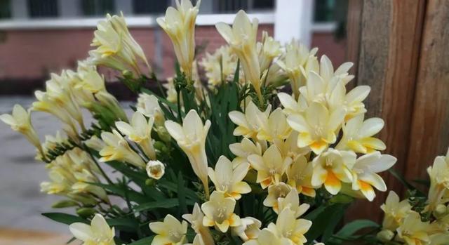 香雪兰能在室内养吗？室内养护香雪兰的注意事项是什么？