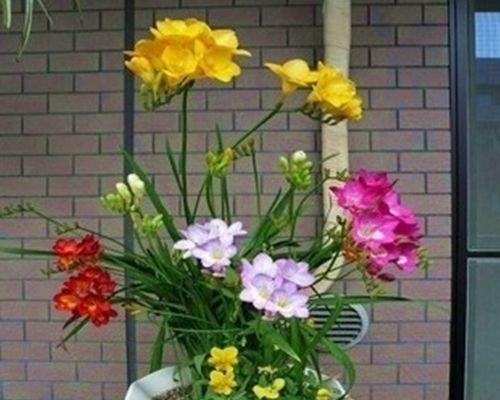 香雪兰能在室内养吗?室内养护香雪兰的注意事项是什么? 香雪兰能在室内养吗?室内养护香雪兰的注意事项是什么?