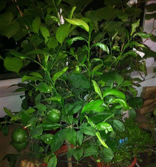 柠檬怎么养才能更旺盛？有哪些技巧可以提高柠檬树的生长活力？