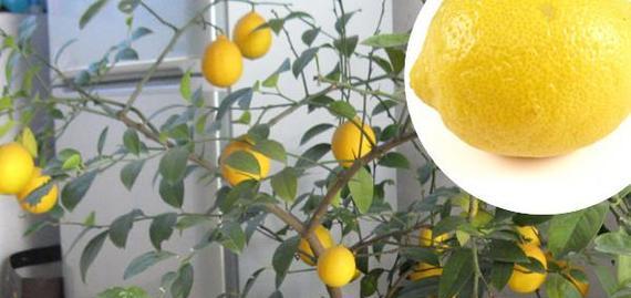 柠檬怎么养才能更旺盛？有哪些技巧可以提高柠檬树的生长活力？