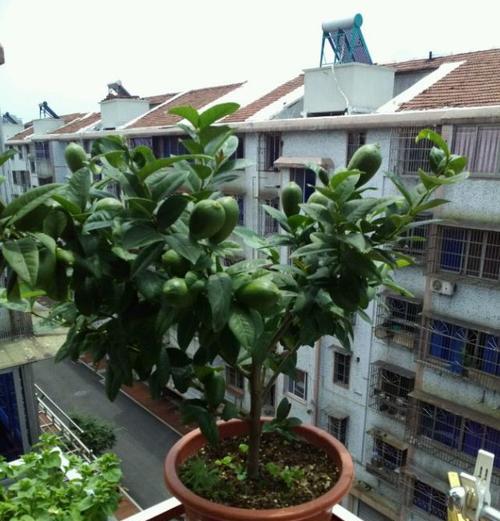 柠檬怎么养才能更旺盛？有哪些技巧可以提高柠檬树的生长活力？