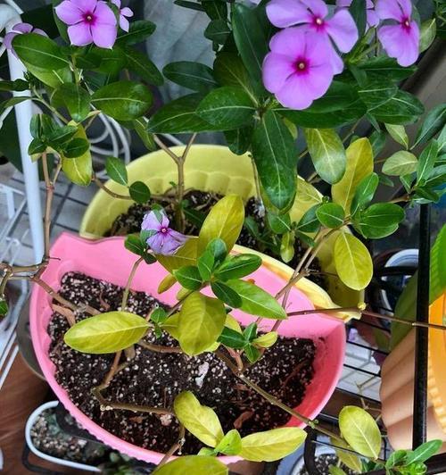 仙人掌浇硫酸亚铁会有什么影响?正确施肥方法是什么?