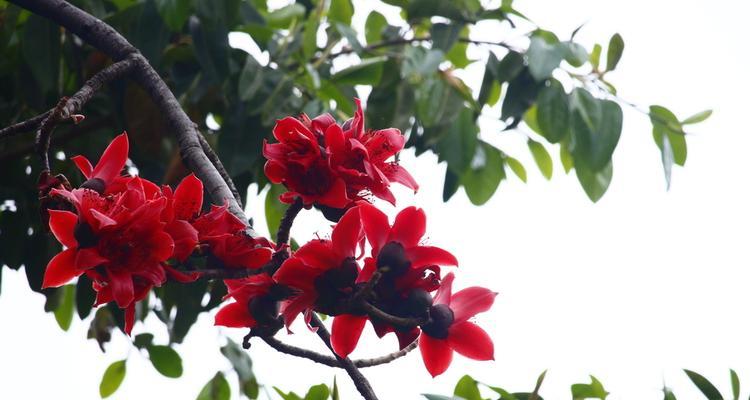 木棉属于什么植物类型？木棉的分类和特性是什么？