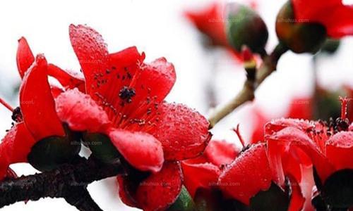 木棉属于什么植物类型？木棉的分类和特性是什么？