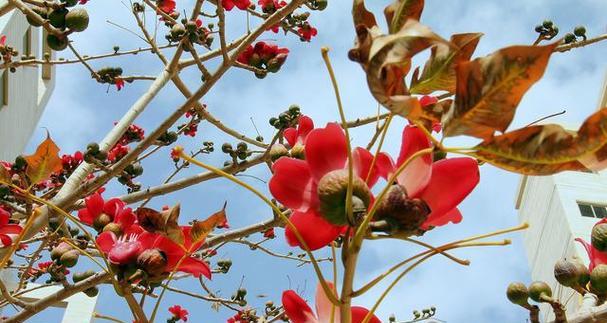 木棉属于什么植物类型？木棉的分类和特性是什么？