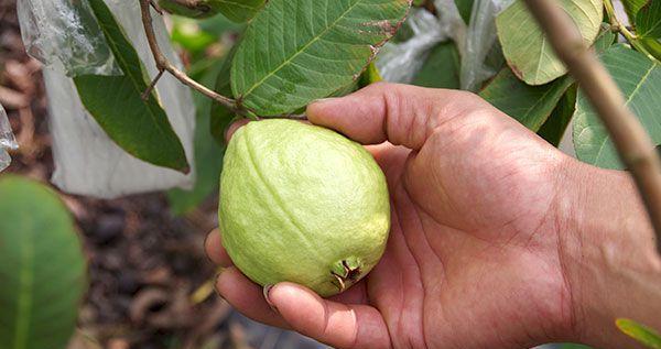 芭乐怎么看熟没熟？教你几个简单识别方法