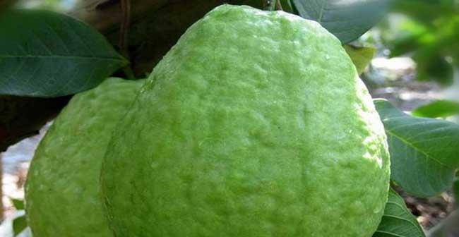芭乐怎么看熟没熟？教你几个简单识别方法