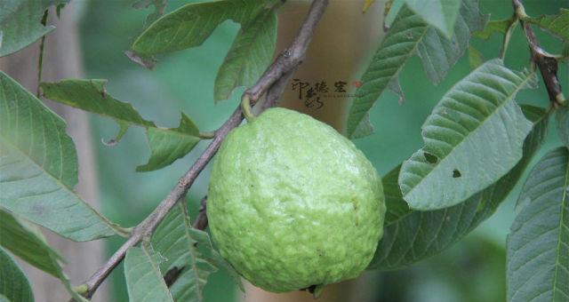 芭乐怎么看熟没熟？教你几个简单识别方法