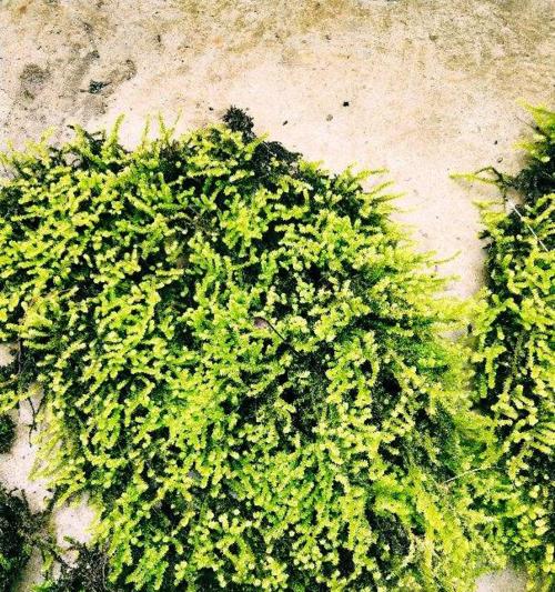 青苔如何培养才能茂盛？需要注意哪些养护要点？