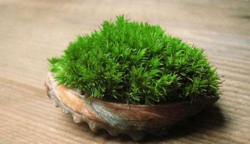 青苔如何培养才能茂盛？需要注意哪些养护要点？