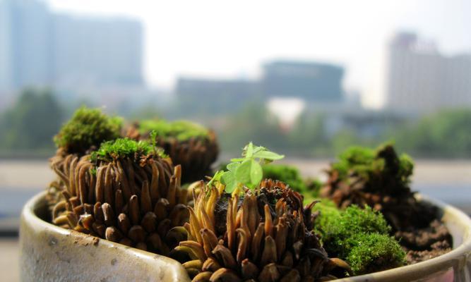 青苔如何培养才能茂盛？需要注意哪些养护要点？