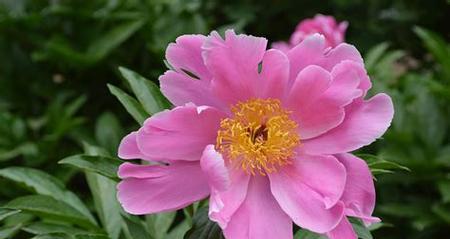 芍药开花时间及周期？一年能开几次花？