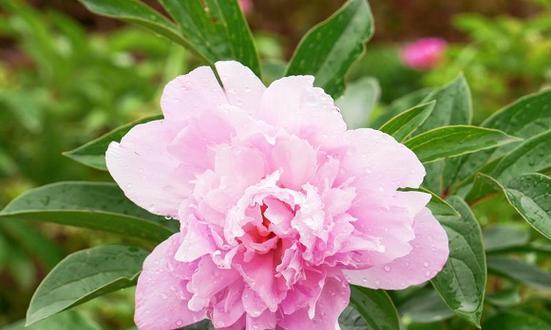 芍药开花时间及周期？一年能开几次花？