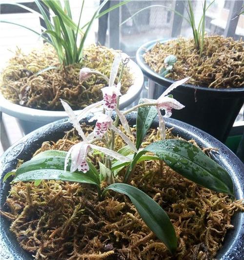 兔耳兰开花时间是什么时候?一般几月份会开花?_花植网