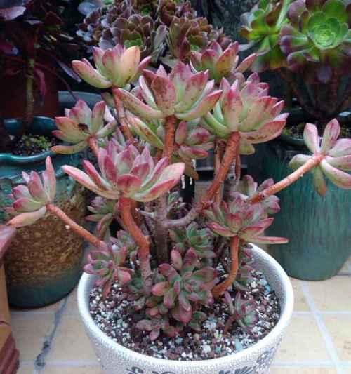 红稚莲盆栽选择指南:哪种盆栽最适合红稚莲生长?