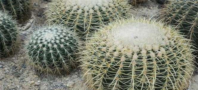 仙人掌夏天多久浇一次水？如何判断浇水时机？