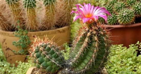 仙人掌夏天多久浇一次水？如何判断浇水时机？