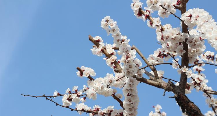 杏树的花是什么颜色？春季赏花时如何辨识杏花？