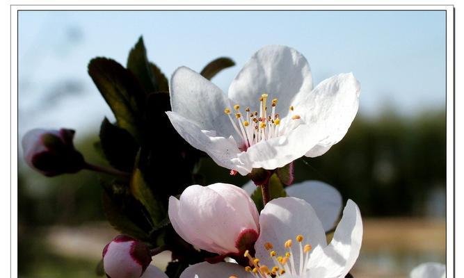 杏树的花是什么颜色？春季赏花时如何辨识杏花？