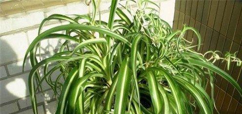 金心吊兰养护技巧有哪些？如何使其生长更旺盛？