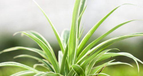 金心吊兰养护技巧有哪些？如何使其生长更旺盛？