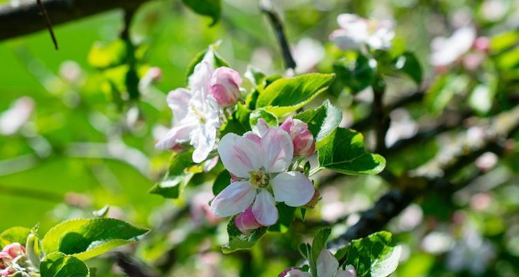 苹果花通常在哪个季节开花？开花月份是几月？