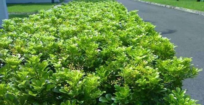 米兰植物是否需要阳光照射？米兰养护常见问题解答？