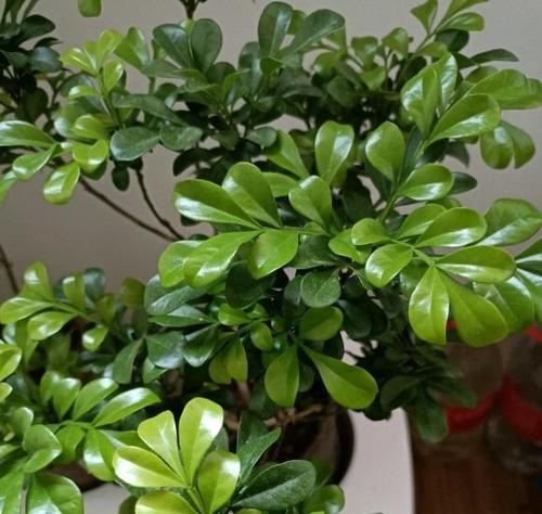 米兰植物是否需要阳光照射？米兰养护常见问题解答？