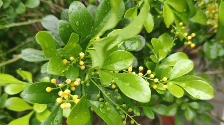 米兰植物是否需要阳光照射？米兰养护常见问题解答？