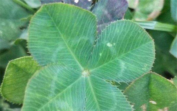 和四叶草很像的草是什么？如何区分真正的四叶草？