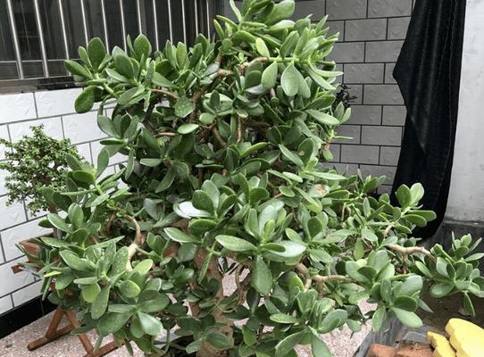 玉树多久浇一次水？如何判断土壤湿度？