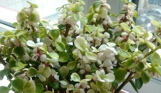 金枝玉叶的生长习性特点是什么？如何正确养护？