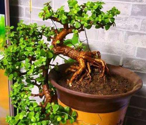 金枝玉叶的生长习性特点是什么?如何正确养护? 金枝玉叶的生长习性特点是什么?如何正确养护?